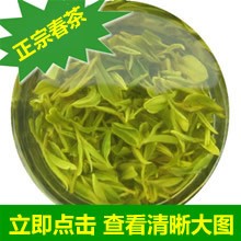 精品日照绿茶早春